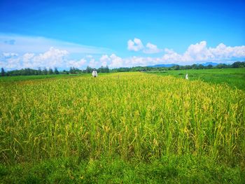 Scenic view of field against sky