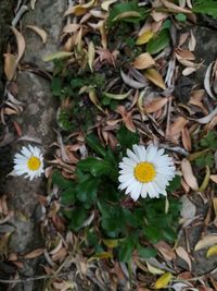 High angle view of flowering plants on land