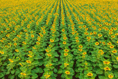 Scenic view of sunflower field