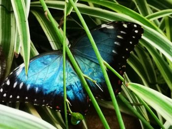 Close-up of butterfly on leaf