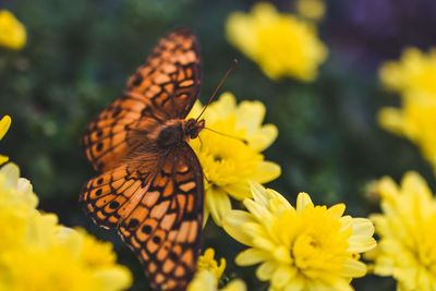 Close-up of butterfly pollinating on yellow flower