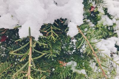 Close-up of pine tree during winter