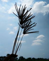 Low angle view of plant against sky