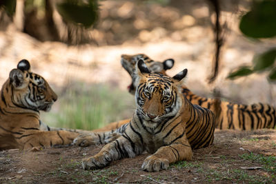 Tiger in a zoo