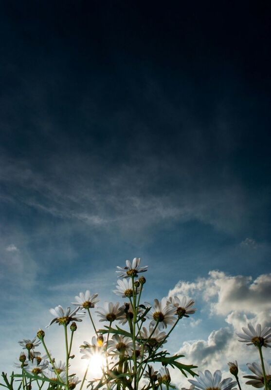 sky, low angle view, growth, flower, beauty in nature, nature, cloud - sky, plant, freshness, fragility, tranquility, cloud, cloudy, outdoors, stem, scenics, day, tranquil scene, no people, blooming