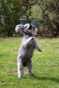 Portrait of dog on field