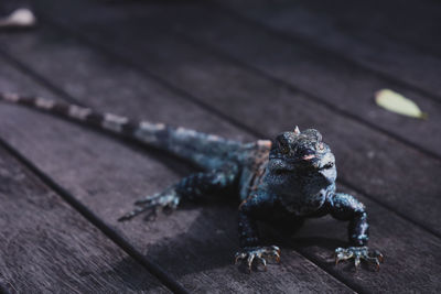Close-up of a lizard on wood