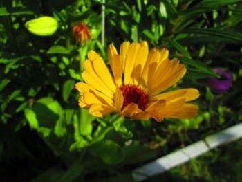 Close-up of yellow flower