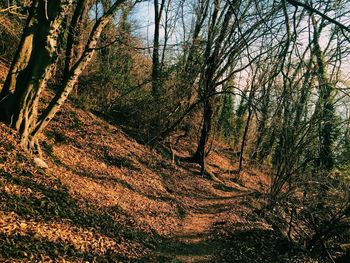 Bare trees in the dark