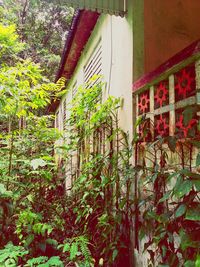 Low angle view of ivy on building