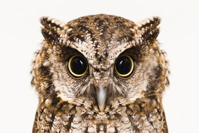 Close-up portrait of owl against white background