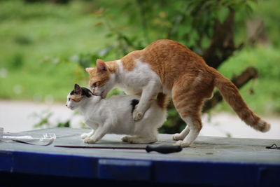 Side view of two cats on the road