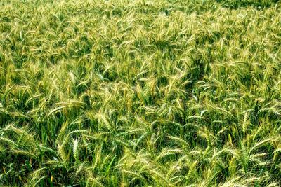 Full frame shot of corn field