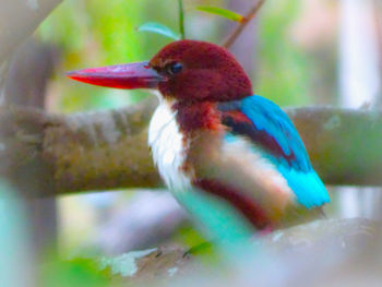 Close-up of a bird