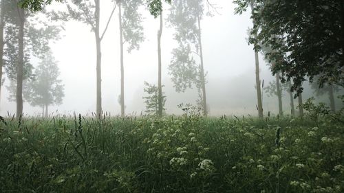 Trees growing in forest against sky