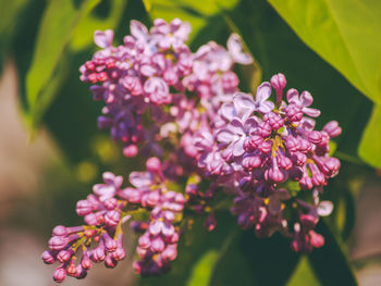 Close-up of pink flowering plant