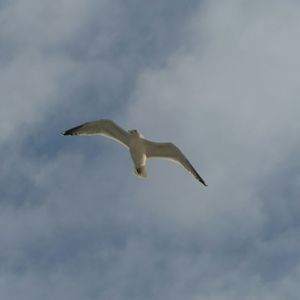 Low angle view of seagull flying against sky