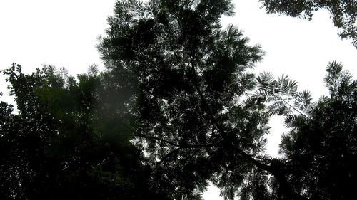 Low angle view of trees in forest