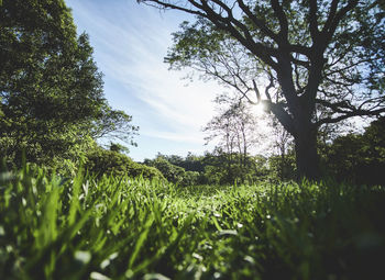 Trees on field against sky