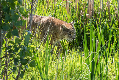 Cat lying on grass