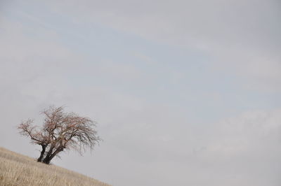 Tilt image of bare trees on field against sky