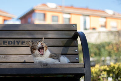 Cat yawning while sitting on bench against building