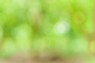 Defocused image of tree