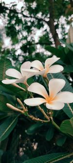 Close-up of white flowering plant