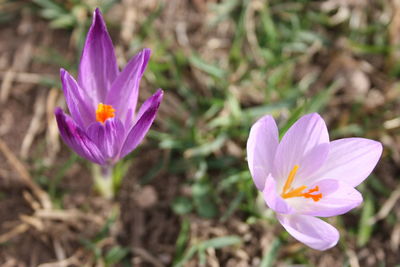 Close-up of purple crocus flowers