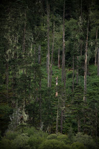 Pine trees in forest
