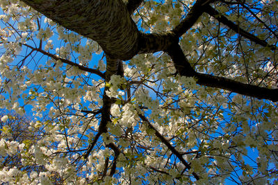 Low angle view of tree against blue sky