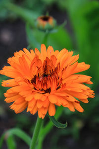 Close-up of insect on orange flower