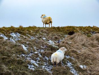 Sheep standing on field against clear sky