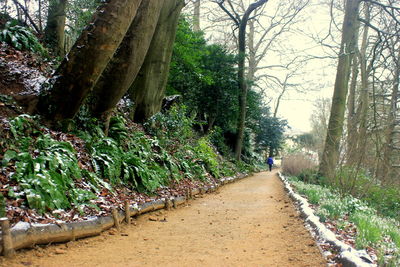 Trees growing in forest