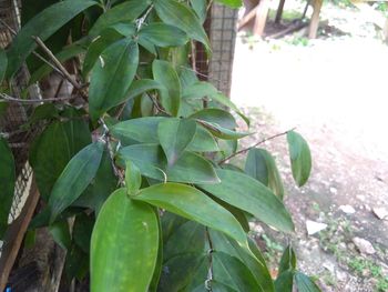 Close-up of green leaves on plant