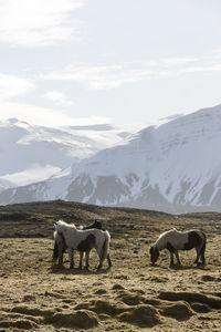 Icelandic horses in front of snowy mountains