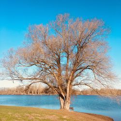 Bare tree by lake against blue sky
