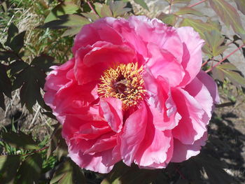 plant