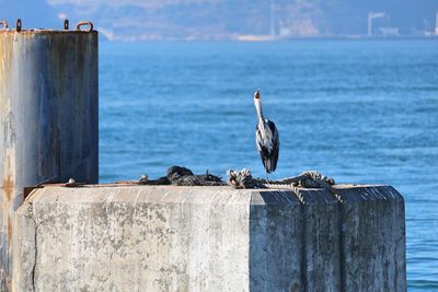 Stork perching on wooden post by sea