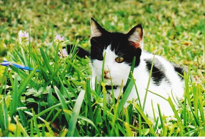 Close-up of cat on grassy field