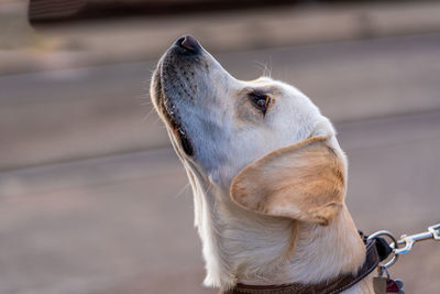 Close up portrait of a dog, labrador retriever.