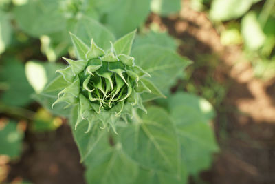 Close-up of succulent plant