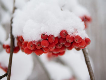 Winter ashberry under the snow close up. groups of bright red berries, mountain ash.  close up