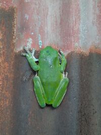 High angle view of green frog on wall