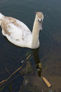 High angle view of swan swimming in lake