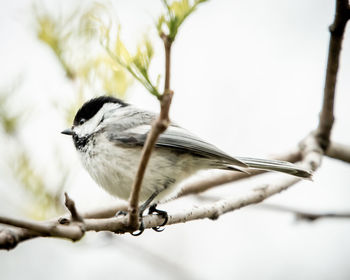 Close-up of bird perching on branch