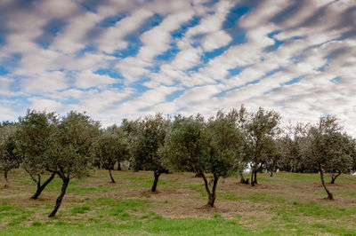 Scenic view of grassy field against cloudy sky