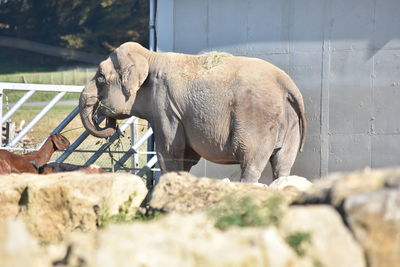 Side view of elephant standing in zoo