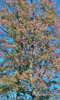 Low angle view of trees against blue sky