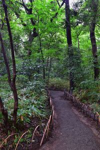 Trail amidst trees in forest